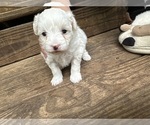 Small Photo #6 Maltipoo Puppy For Sale in RUSSELLVILLE, AL, USA