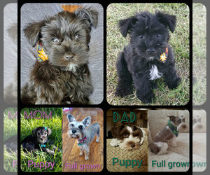 Schnauzer (Miniature) Puppy for sale in PROVO, UT, USA