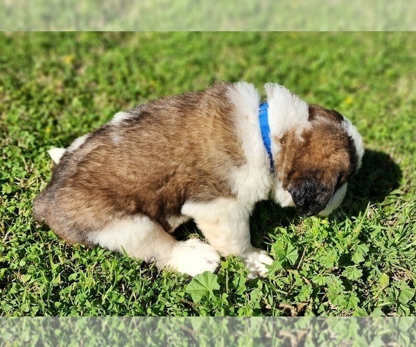 Medium Photo #6 Saint Bernard Puppy For Sale in TURLOCK, CA, USA