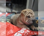 Puppy Ravioli Chinese Shar-Pei