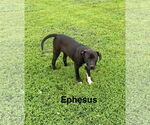 Small #1 American Pit Bull Terrier-Labrador Retriever Mix