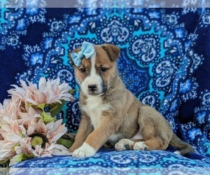 American Bulldog-Border Collie Mix Puppy for sale in LINCOLN UNIVERSITY, PA, USA