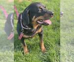 Small #2 Rottweiler