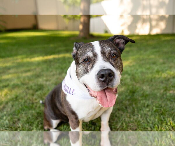 Medium Photo #17 American Staffordshire Terrier-Unknown Mix Puppy For Sale in Crete, IL, USA