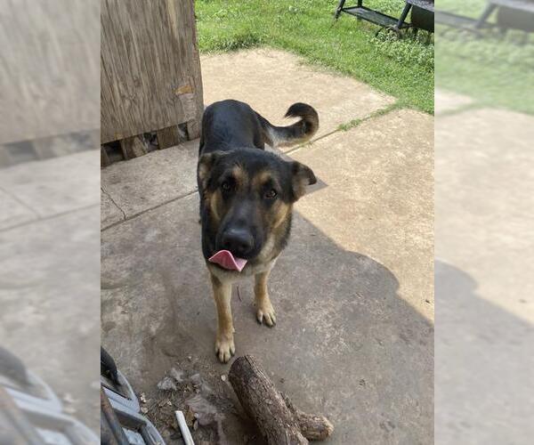 Medium Photo #1 German Shepherd Dog Puppy For Sale in San Antonio, TX, USA