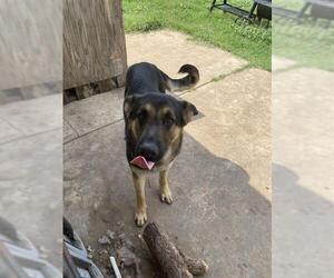 Medium German Shepherd Dog