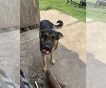 Small German Shepherd Dog