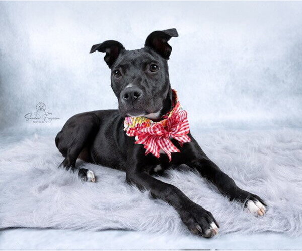 Medium Photo #7 Labrador Retriever-Unknown Mix Puppy For Sale in Enfield, CT, USA