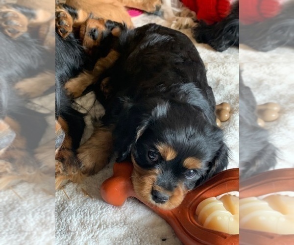 Medium Photo #1 Cavalier King Charles Spaniel Puppy For Sale in THREE FORKS, MT, USA