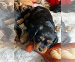 Small Photo #1 Cavalier King Charles Spaniel Puppy For Sale in THREE FORKS, MT, USA