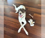 Small German Shorthaired Pointer
