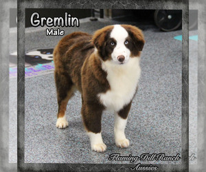 Miniature Australian Shepherd Puppy for sale in FORESTBURG, TX, USA