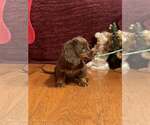 Small #2 Dachshund