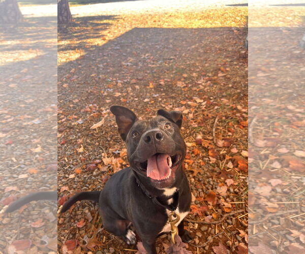 Medium Photo #11 Beagle-Unknown Mix Puppy For Sale in Rustburg, VA, USA