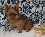 Small Photo #5 Yoranian Puppy For Sale in ELKTON, KY, USA