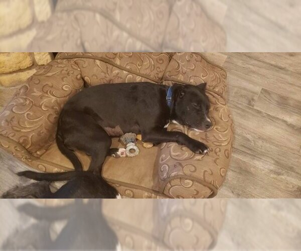 Medium Photo #3 Mutt Puppy For Sale in Katy, TX, USA