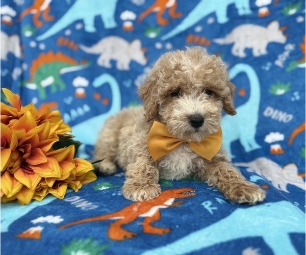 Medium Photo #8 Cock-A-Poo Puppy For Sale in LAKELAND, FL, USA