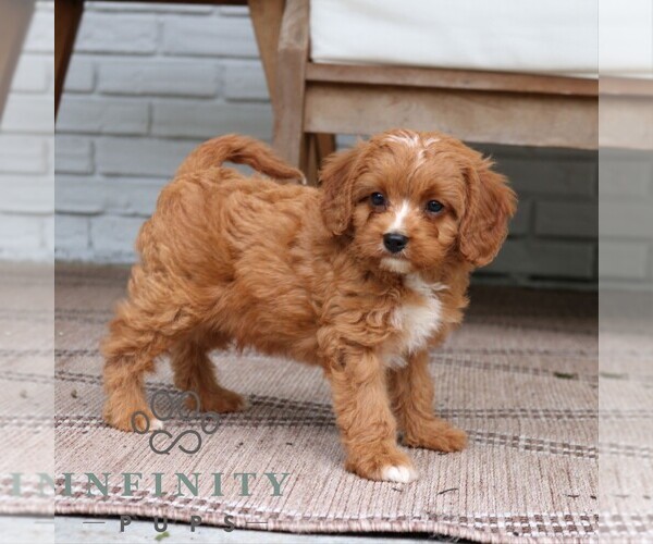 Medium Photo #4 Cavapoo (Miniature) Puppy For Sale in PARADISE, PA, USA