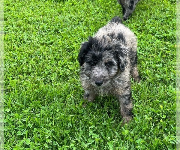 Medium Photo #3 F2 Aussiedoodle Puppy For Sale in NORTH VERNON, IN, USA