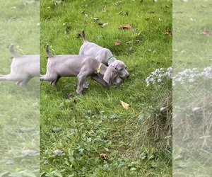 Weimaraner Puppy for Sale in WAVERLY, New York USA