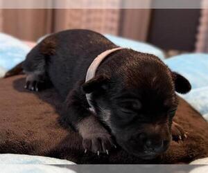 Dachshund-Unknown Mix Dogs for adoption in San Antonio, TX, USA