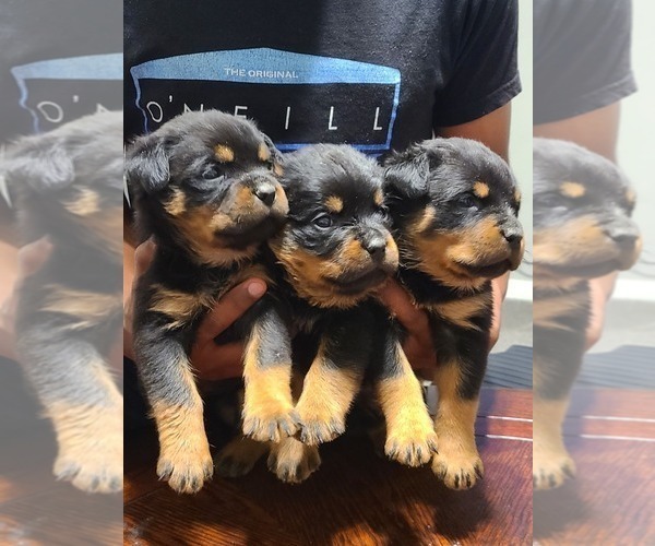 Medium Photo #16 Rottweiler Puppy For Sale in SAN BERNARDINO, CA, USA