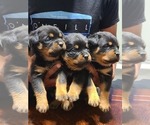 Small Photo #16 Rottweiler Puppy For Sale in SAN BERNARDINO, CA, USA