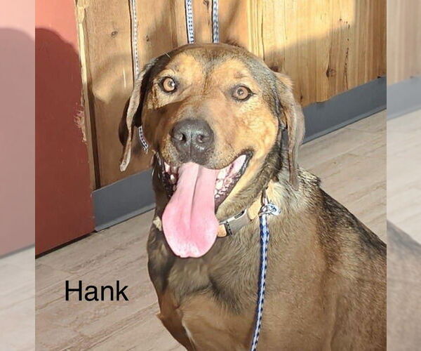 Medium Photo #1 Labrador Retriever-Unknown Mix Puppy For Sale in Farmerville, LA, USA