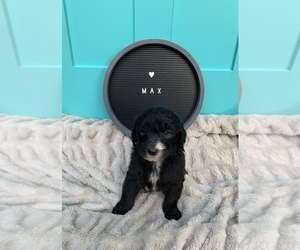 Sheepadoodle Puppy for sale in CENTURY, FL, USA