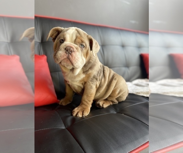 Medium Photo #5 English Bulldog Puppy For Sale in LOS ANGELES, CA, USA