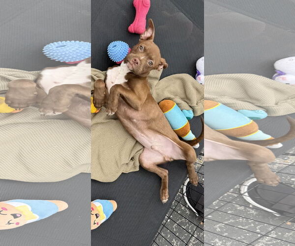 Medium Photo #4 Labrador Retriever-Unknown Mix Puppy For Sale in Sanford, FL, USA