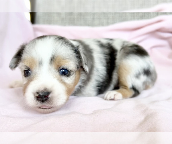 Medium Photo #2 Miniature Australian Shepherd Puppy For Sale in BEATTY, OR, USA