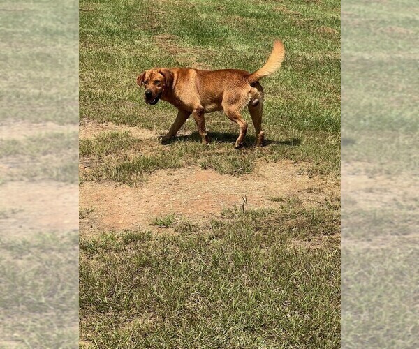 Medium Photo #2 Labrador Retriever Puppy For Sale in PINE HILL, AL, USA