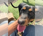 Small #1 Rottweiler Mix