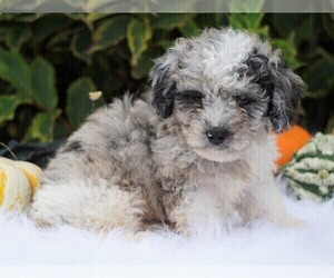 Goldendoodle-Poodle (Miniature) Mix Puppy for sale in FREDERICKSBG, OH, USA