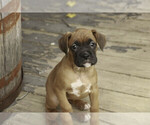 Small #6 Boxer