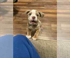 Beabull Puppy for sale in CHARLESTON, SC, USA