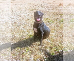 Mutt Dogs for adoption in The Woodlands, TX, USA