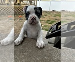Small Photo #5 Alapaha Blue Blood Bulldog Puppy For Sale in HAMILTON, NJ, USA