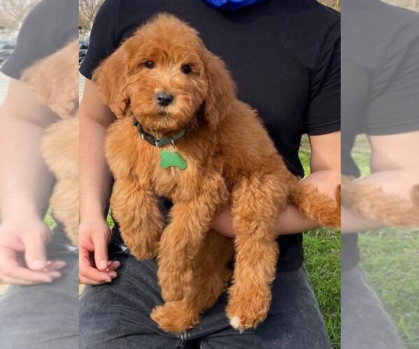 Medium Photo #2 Goldendoodle-Poodle (Standard) Mix Puppy For Sale in ROSEMEAD, CA, USA
