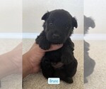 Puppy Puppy 2 Scottish Terrier
