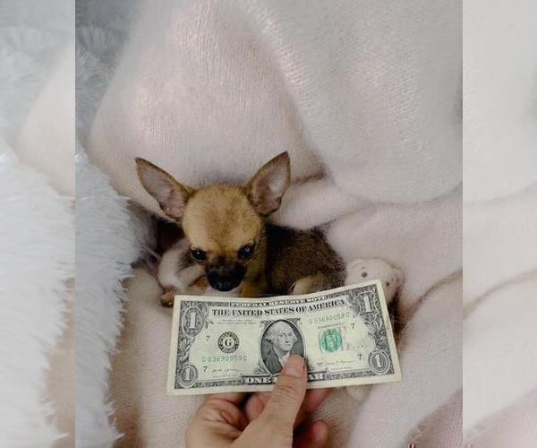 Medium Photo #20 Chihuahua Puppy For Sale in BEVERLY HILLS, CA, USA