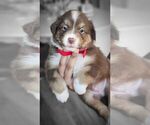 Puppy 4 Australian Shepherd-Miniature Australian Shepherd Mix