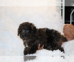 Small #11 Poodle (Toy)