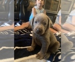 Small Photo #16 Labrador Retriever Puppy For Sale in OUTLOOK, WA, USA