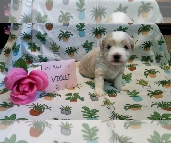 Medium Photo #9 Maltipoo (Miniature) Puppy For Sale in BROOKFIELD, MO, USA