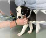 Small #2 Mutt