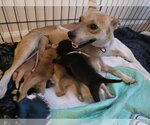 Small Photo #3 Mutt Puppy For Sale in Holly Springs, NC, USA