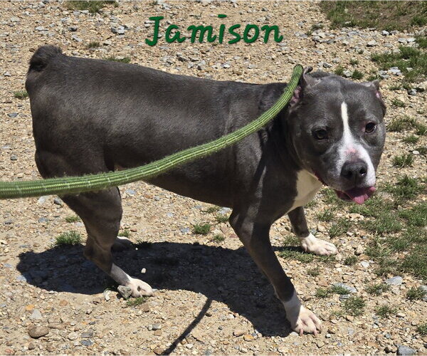 Medium Photo #5 American Bulldog-Unknown Mix Puppy For Sale in Jackson, MS, USA