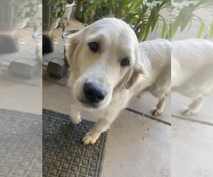 Mother of the English Cream Golden Retriever puppies born on 03/22/2025